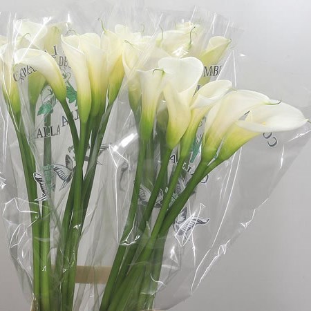 Calla Lily Colombe De La Paix