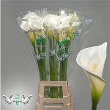 Calla Lily Colombe de la Paix