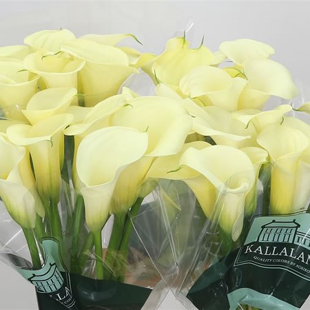 Calla Lily Cream Snowstar