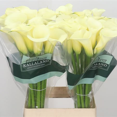 Calla Lily Cream Snowstar
