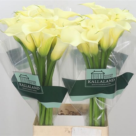 Calla Lily Cream Snowstar