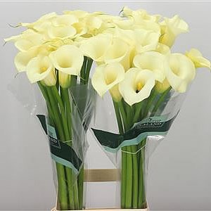 Calla Lily Cream Snowstar 80cm | Wholesale Dutch Flowers