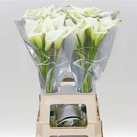 Calla Lily Crystal Blush