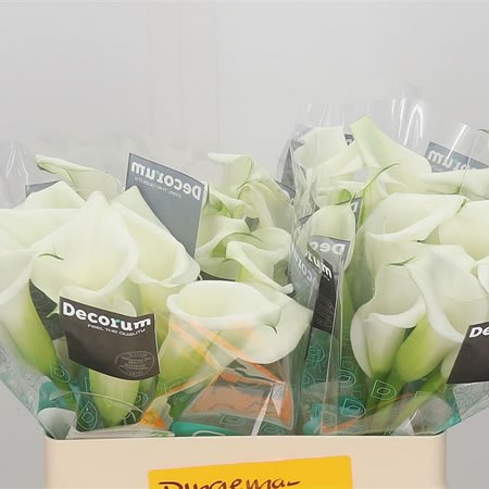 Calla Lily Crystal Blush