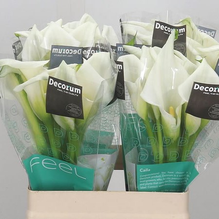 Calla Lily Crystal Blush