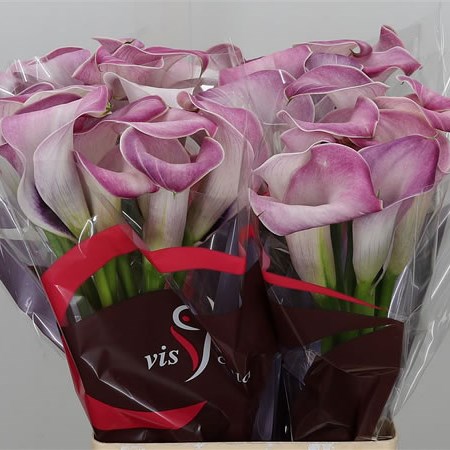 Calla Lily Denver