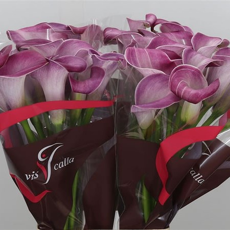 Calla Lily Denver