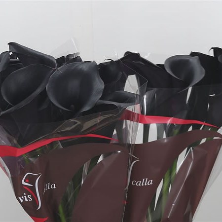Calla Lily Escape