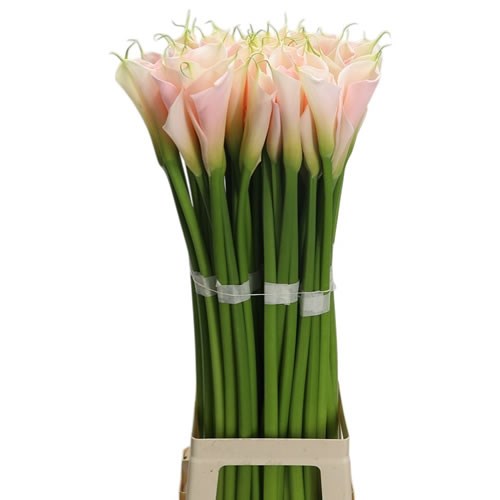 Calla Lily Eydolls Salmon