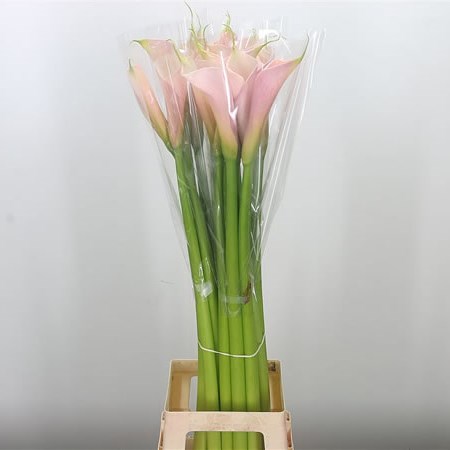 Calla Lily Flamingo