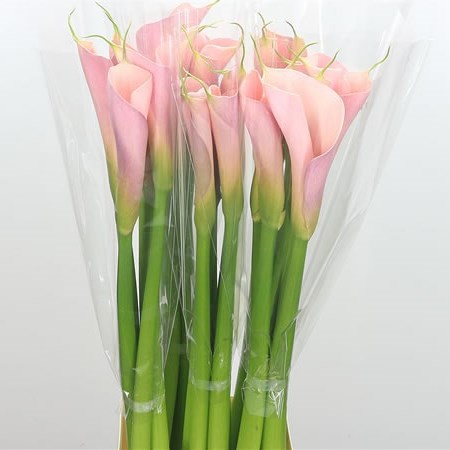 Calla Lily Flamingo