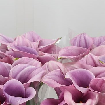 Calla Lily Garnet Glow