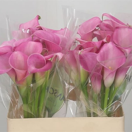 Calla Lily Garnet Glow