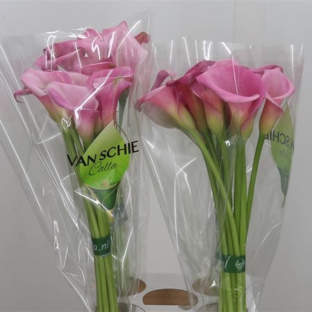 Calla Lily Garnet Glow