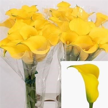 CALLA LILY GOLD MEDAL