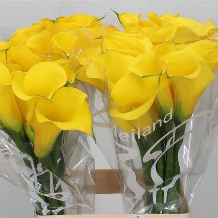 Calla Lily Gold Medal