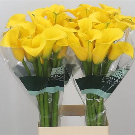 Calla Lily Goldcup
