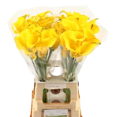 Calla Lily Golden Nugget