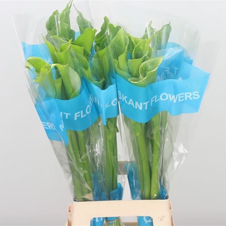 Calla Lily Green Goddes
