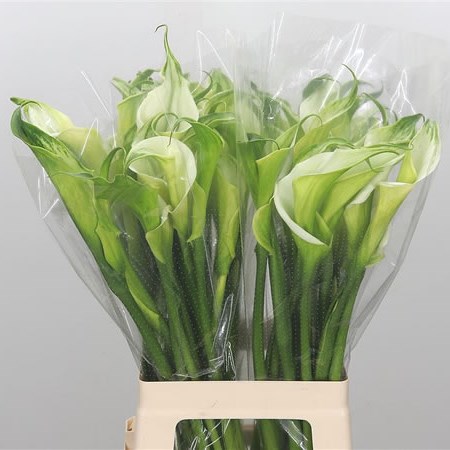 Calla Lily Green Goddess