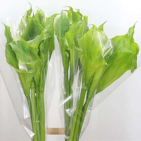 Calla Lily Green Goddess