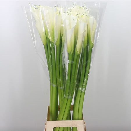 Calla Lily Highwood