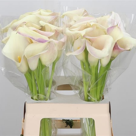 Calla Lily Honeymoon