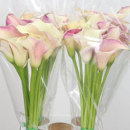 Calla Lily Honeymoon