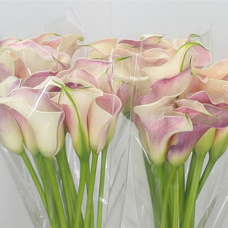 Calla Lily Honeymoon