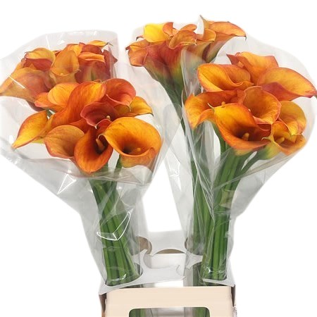 Calla Lily Hot Shot
