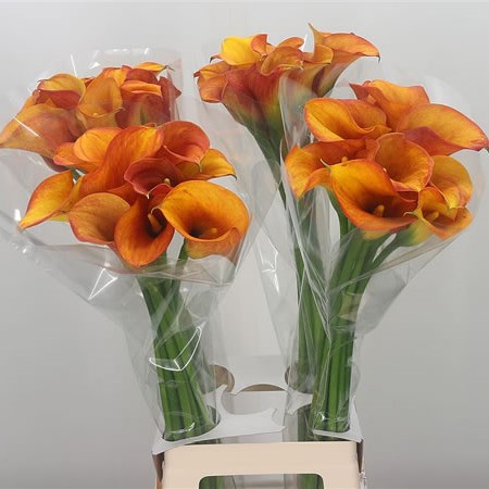 Calla Lily Hot Shot