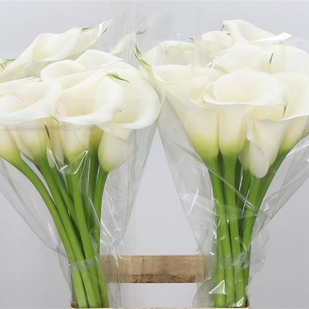 Calla Lily Ivory Art