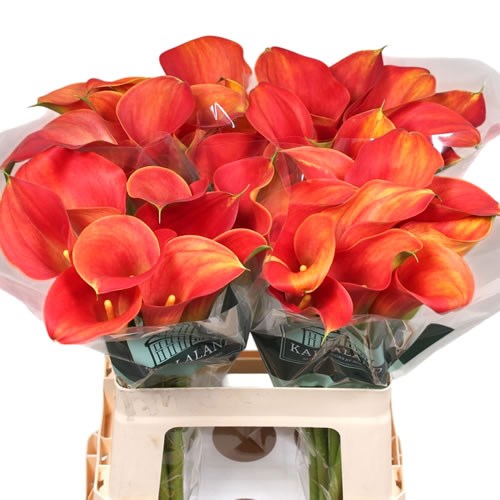 Calla Lily Merenque