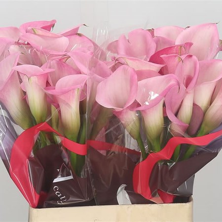 Calla Lily Mi Amore
