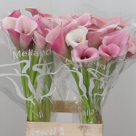 Calla Lily Mi Amore