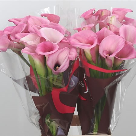 Calla Lily Mi Amore