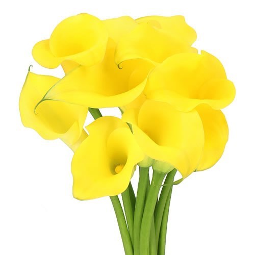 Calla Lily Monte Carlo