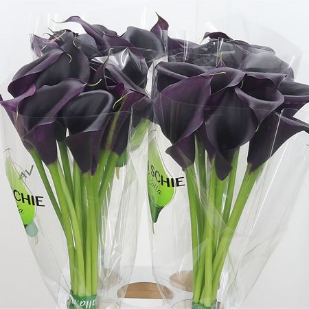 Calla Lily Odessa