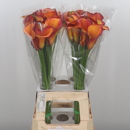 Calla Lily Orange Beauty
