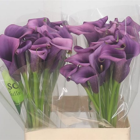 Calla Lily Paco