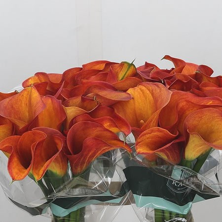 Calla Lily Passion