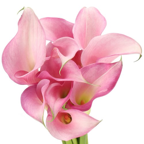 Calla Lily Pink Design