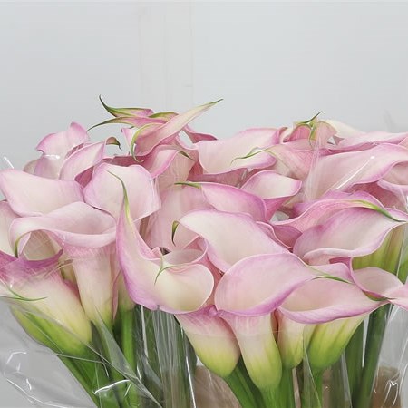 Calla Lily Pink Design