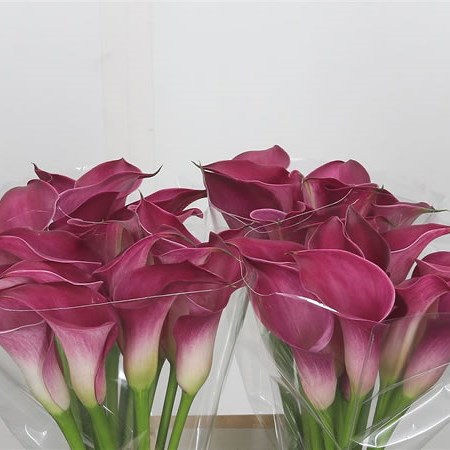 Calla Lily Pink Jewel