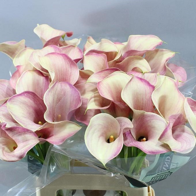 Calla Lilies | Wholesale Flowers UK | Wedding Flowers | Triangle Nursery