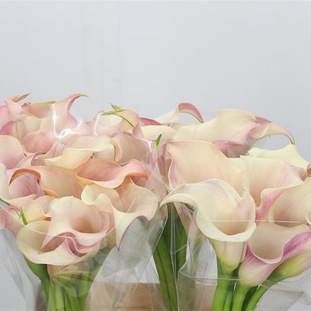 Calla Lily Pink Melody