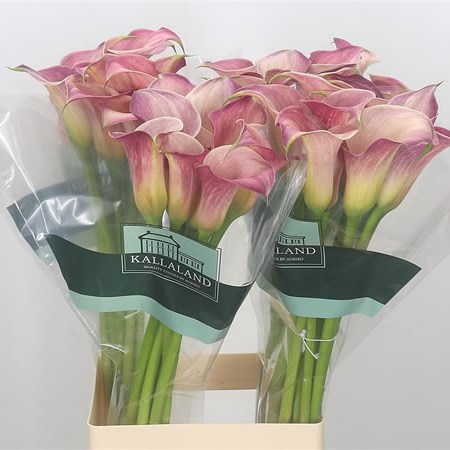 Calla Lily Pink Melody