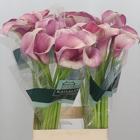 Calla Lily Pink Melody