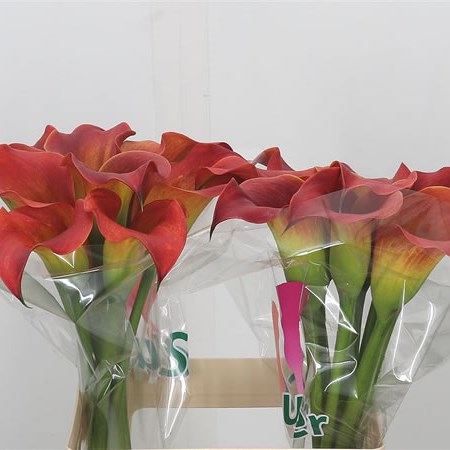Calla Lily Red Alert