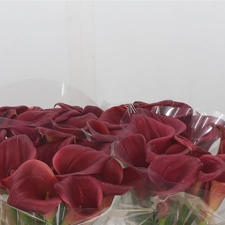 Calla Lily Red Dragon